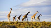 Big 5 Safari Day Tour from Cape Town