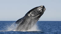 Full-Day Whale Watching in Hermanus from Cape Town