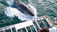 Great White Shark Cage Dive in Gansbaai from Cape Town