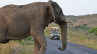 Hluhluwe Imfolozi Game Reserve Day Tour from Durban