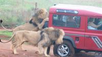 Mini Safari Tour from Durban 