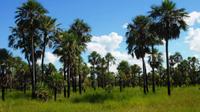 Full-Day Tour to Chaco from Asunción