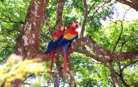 Private Tour: Carara National Park Bird Watching Tour