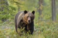Small-Group Brown Bear-Watching Experience from Brasov