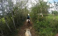 Private Kiskadee Trail: Horse Riding Tour of the Countryside