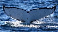 Jervis Bay Whale Watching Cruise