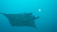 Nusa Penida et Manta Point Dive Day à Bali: Close Encounter Avec Manta Ray - Pour plongeurs certifiés