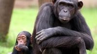 Full-Day Chimp Eden and Botanical Gardens tour from Hazyview