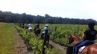 Wine Tour - Horse Riding Tour in the Vineyards