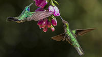 8 Day Photography Expedition Corcovado National Park