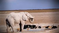 4-Day Etosha And Swakopmund Adventure from Windhoek