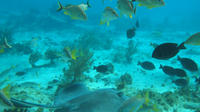 Stingray City and Snorkel Tour With Lunch