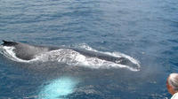 St Lucia Whale and Dolphin Watching Cruise