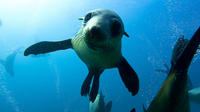 Half-Day Popes Eye Cruise with Snorkeling