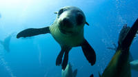 Demi-journée Papes Eye Croisière avec Snorkeling