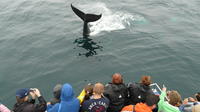 Newfoundland Puffin and Whale Watch Cruise