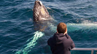 Private Tour: Newfoundland Puffin and Whale Watch Cruise with Picnic Lunch