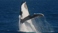 Demi-journée d'observation des baleines Tour sur le MV Whalesong