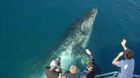 Sortie d'observation des baleines du matin ou de l'après-midi sur le MV Whalesong image 1 Sortie d'observation des baleines du matin ou de l'après-midi sur le MV Whalesong image 1
