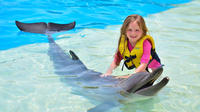 Dolphin Show and Swim with Dolphins Option