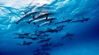Discover Red Sea: Wild Dolphin Habitat Snorkeling Trip From Marsa Alam