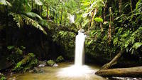 Aventura de senderismo en la selva tropical de El Yunque Aventura de senderismo en la selva tropical de El Yunque