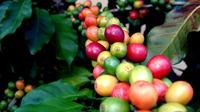 Coffee Plantation Tour from San Juan