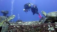 オアフ島ケワロ ベイスン発、認定スキューバ ダイビング オアフ島ケワロ ベイスン発、認定スキューバ ダイビング