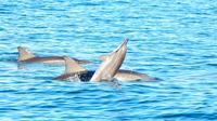 Swim with Wild Dolphins on Benitiers Island: Day Tour from Port Louis