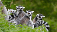 Full-Day Antananarivo, Ambohimanga and Lemurs Park Private Tour