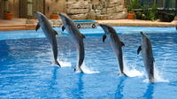 Dolphin Show au Creek Park Dubai