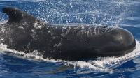 Tenerife 3 Hour Whale and Dolphin Private Luxury Sailing Yacht Charter