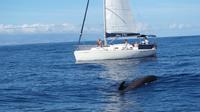 Whale and Dolphin Watching 3 hour Shared Sailing Yacht Charter