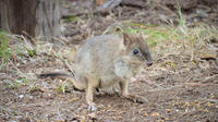 Nocturnal Wildlife Tour from Busselton or Dunsborough image 1 Nocturnal Wildlife Tour from Busselton or Dunsborough image 1