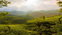 3-Day Private Tour of Tea Valley and Munnar Hill Station from Kochi