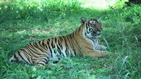 Bannerghatta National Park Private Day Tour with Butterfly Park and Safari from Bangalore