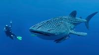 Whale Shark Swim Adventure in Cancun Small-Group Tour