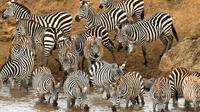 1 day Safari in Tarangire National Park in Tanzania