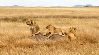 2 Days Safari From Arusha Town, Tanzania 