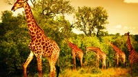 5 Days Safari In Tarangire, Lake Manyara, Ngorongoro and Serengeti NP From Arusha Town 