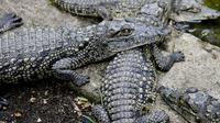 Meserani Snake Park Guided Day Tour in Arusha