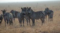 Mikumi National Park Guided Safari Day Trip from Dar es Salaam
