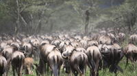 Tanzania 5 Days Private Safari - Wildebeest Migration from Arusha