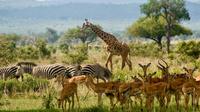 2 Days guided tour to Mikumi National Park from Dar Es salaam