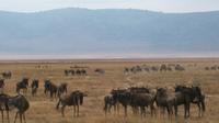 5 Days Tanzania Budget Camping Safaris