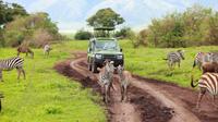 7 Days Tanzania Backpackers Safaris