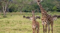 Full- Day Arusha National Park Safari from Arusha