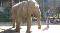 2-Day Thai Elephant Care Center Experience from Chiang Mai