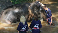 3-Day Thai Elephant Care Camp Experience from Chiang Mai