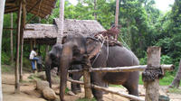 Elephant Camp et Jeep Safari Tour, y compris le déjeuner à partir de Phuket